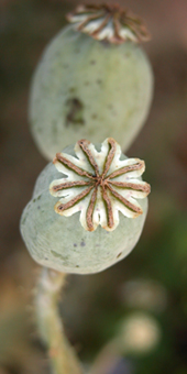 papaver